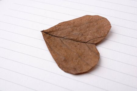 Heart shaped cut leaf placed on paperの写真素材