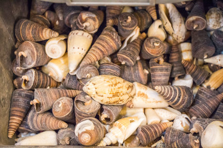 Same type of sea shells collected for decorative purposes