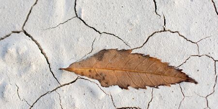 Dry tree leaf as an Autumn backgroundの写真素材
