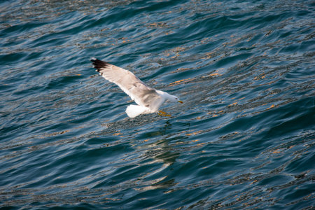 Single seagull flying with with sea as a background