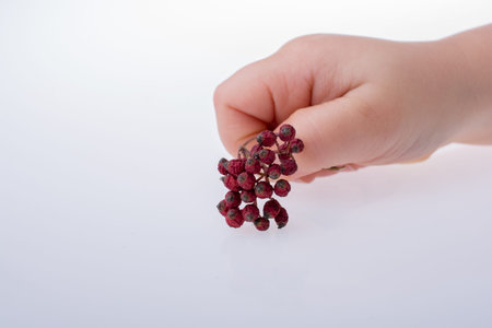 Ripe wild fruit of red color in handの写真素材