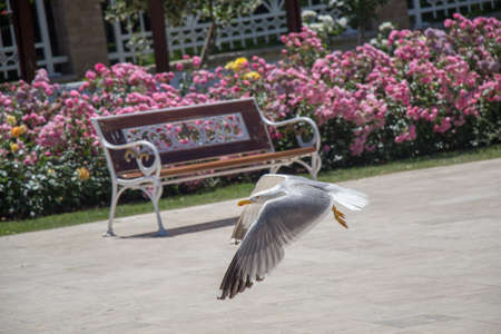 seagull by the fountain in the rose gardenの写真素材
