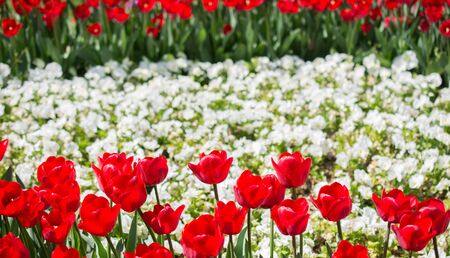 Red color tulip flowers bloom in the gardenの写真素材