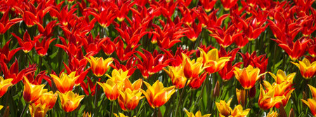 Tulip Flowers Blooming in Spring Season