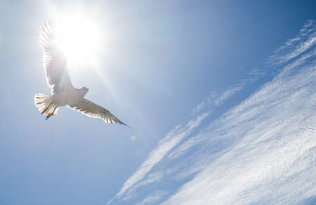 Single seagull flying in a cloudy blue sky as a backgroundの写真素材