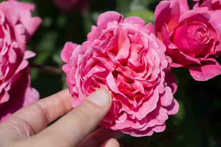 Hand holding a  colorful Rose Flower