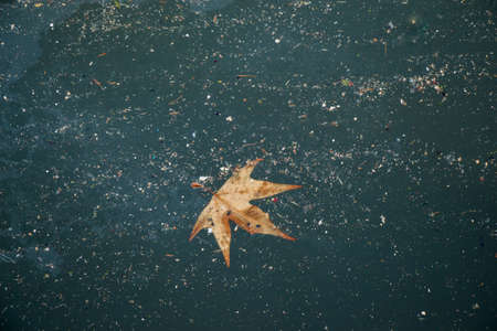 Dry tree leaf as an Autumn backgroundの写真素材