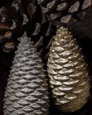 Pine cones of the pine tree in view