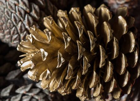 Pine cones of the pine tree in viewの写真素材
