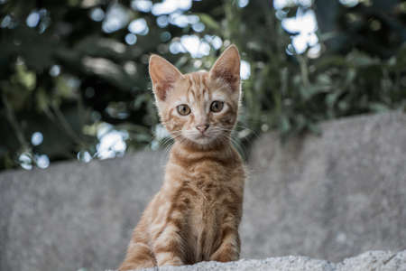 Stray cat seen in the street of the cityの写真素材