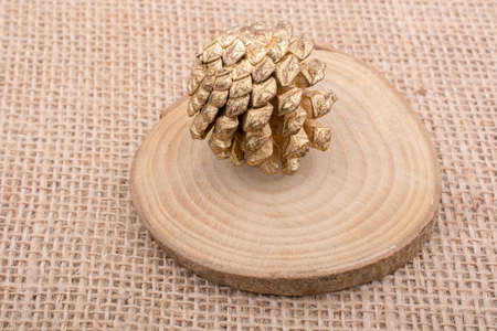 Pine cone of the pine tree in viewの写真素材