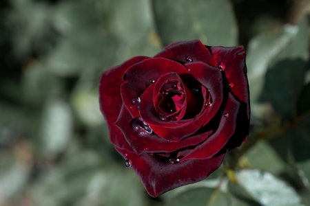 Beautiful colorful Rose with water drops on itの写真素材