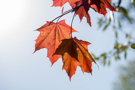 Beautiful dry leaves as an autumn background