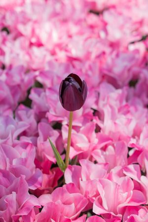 Colorful tulip flowers as a backgroundの写真素材