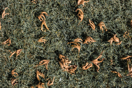 Beautiful dry leaves as an autumn background