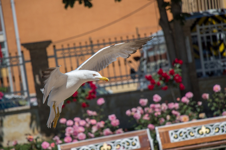 Single seagull in the garden with beautiful rosesの写真素材