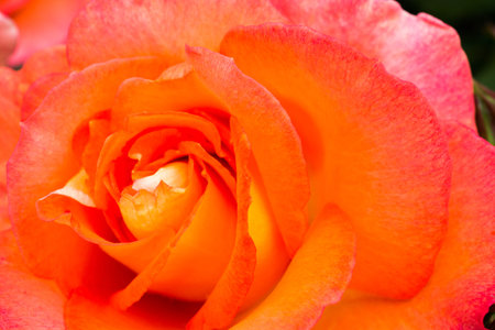 Beautiful fresh roses in close up viewの写真素材