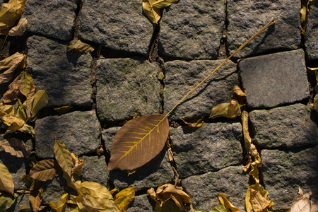 One separate dry leaf  of Autumn timesの写真素材