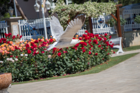 seagull by the fountain in the rose gardenの写真素材