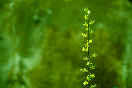 Young tree blooming in flowers in a gardenの写真素材