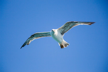 Single seagull flying in a blue sky as a background