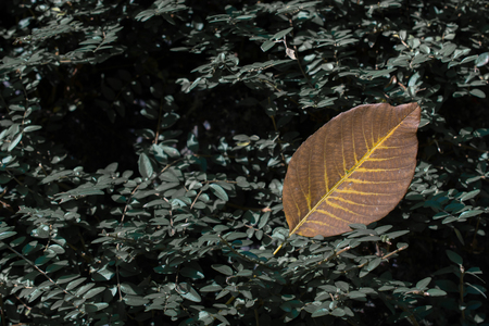 One separate dry leaf  of Autumn timesの写真素材