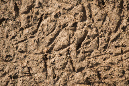 Soil surface as a background textureの写真素材