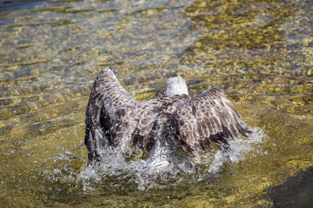 Single seagull in having a bath in the pondの写真素材