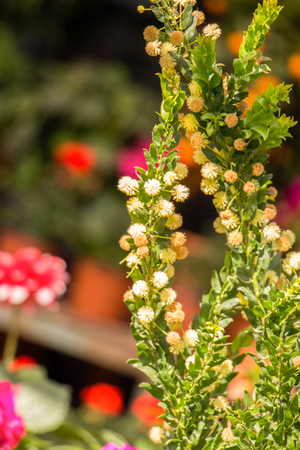 Beautiful fresh flowers as a backgroundの写真素材