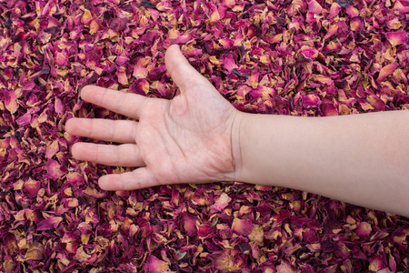 Dried rose petals  as herbal tea is under handの写真素材