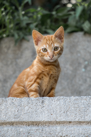 Stray cat seen in the street of the cityの写真素材