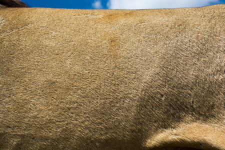 Decorative animal  fur as a background textureの写真素材