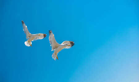 Two seagulls flying in a sky as a background
