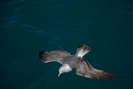 Single seagull flying with with sea as a backgroundの写真素材