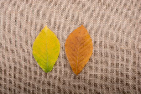 dry Autumn season leaves on linen canvas