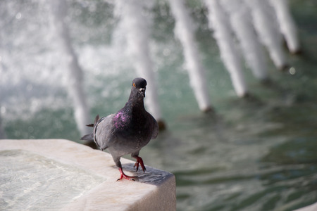 Lonely bird by the fountain lives in the urban environmentの写真素材