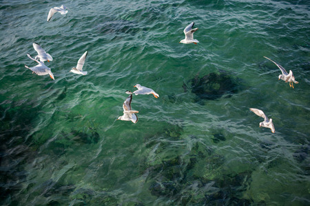 Seagulls are flying in the sky over sea watersの写真素材