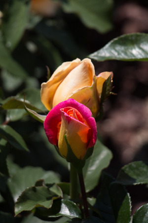 Beautiful colorful Rose Flower on garden backgroundの写真素材
