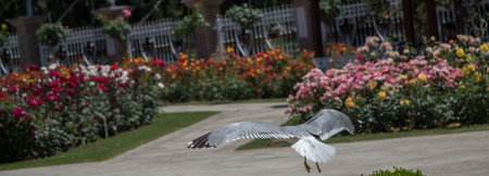Single seagull in the garden with beautiful rosesの写真素材