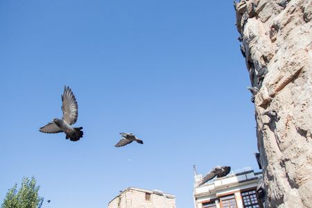 Pigeon in the air with wings wide openの写真素材