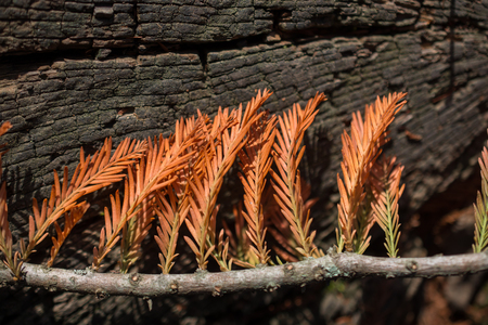 dry Autumn season leaves in viewの写真素材