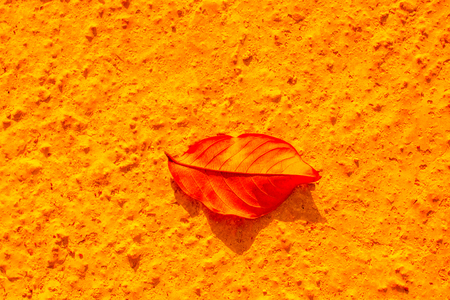 One separate dry leaf  of Autumn timesの写真素材