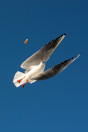 Single seagull flying in a blue sky as a backgroundの写真素材