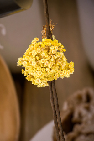 Beautiful colorful natural  flowers in dry formの写真素材