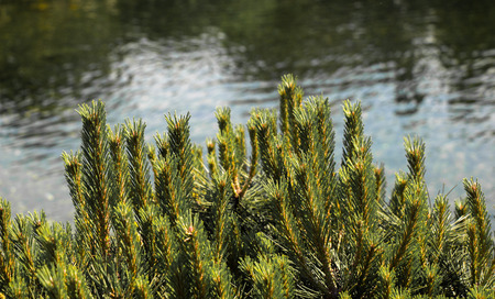 Part of a green pine  tree in view in summerの写真素材