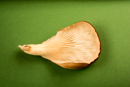 Oyster mushroom or Pleurotus ostreatus as easily cultivated mushroomの写真素材