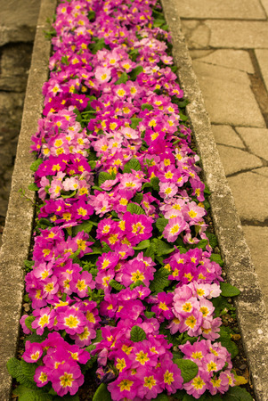 Beautiful colorful natural spring flowers in viewの写真素材
