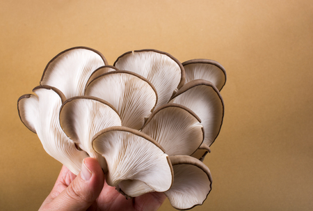 Oyster mushroom or Pleurotus ostreatus as easily cultivated mushroomの写真素材
