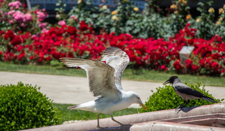Single seagull in the garden with beautiful rosesの写真素材