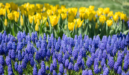 Beautiful fresh flowers as a backgroundの写真素材
